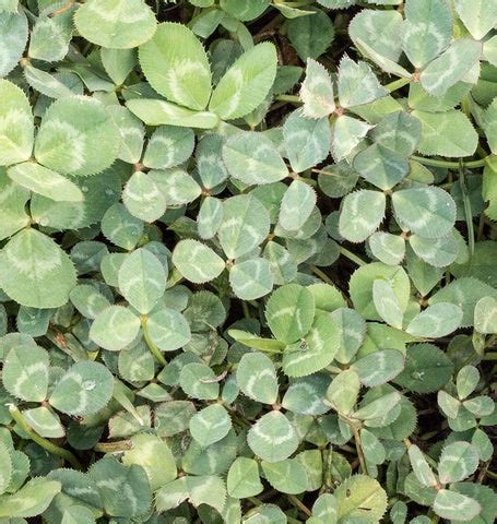 Micro Clover Seeds for Lawn Replacement – West Coast Seeds