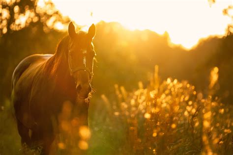 Omeprazole for Horses with Ulcers: The Good & Bad - BioStar US