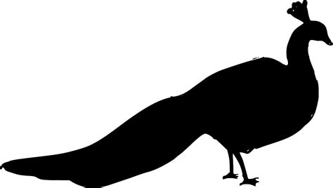 SVG > bird peacock - Free SVG Image & Icon. | SVG Silh