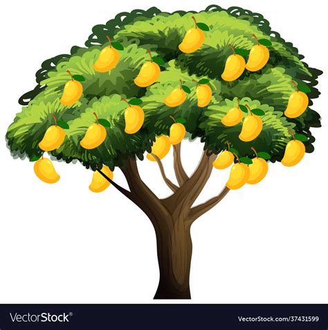 Yellow mango tree isolated on white background Vector Image