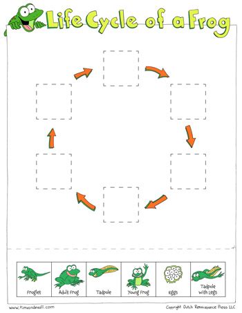 Frog Life Cycle Cut & Paste - Tim's Printables