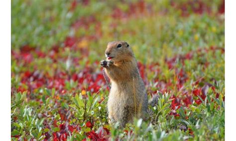 Arctic ground squirrels are altering their hibernation patterns in response to climate change