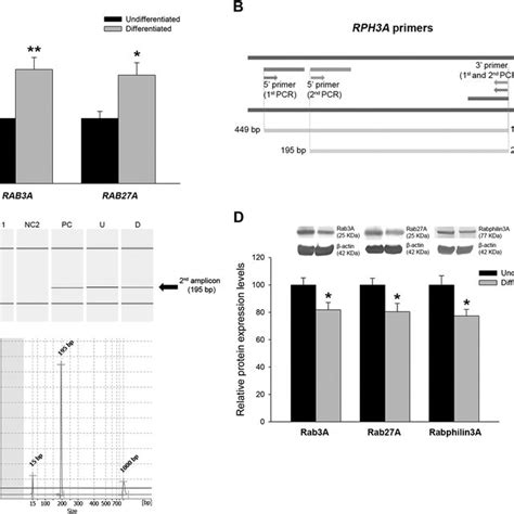 Podocyte markers and Rab GTPase expression under ANG II treatment. A ...