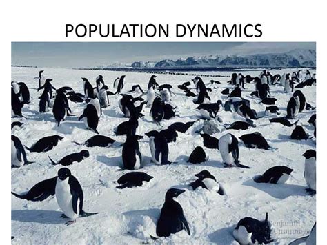 PPT - POPULATION DYNAMICS PowerPoint Presentation, free download - ID:2108099