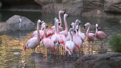 Flamingos Move into Their New Habitat - YouTube