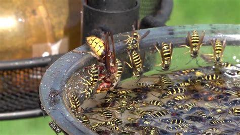 Giant Hornet and Yellow Jacket Wasps TRAPPED open container side by ...