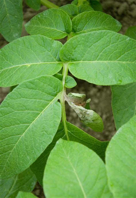 Potato | Diseases and Pests, Description, Uses, Propagation