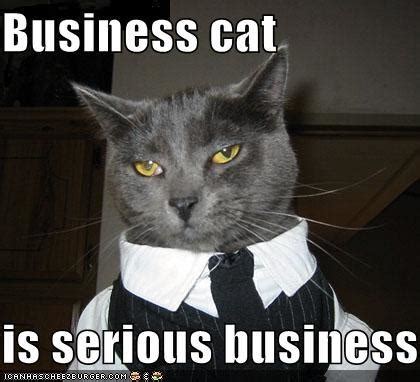 Pics Photos - Serious Business Cat Meme