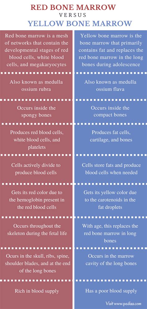 Difference Between Red and Yellow Bone Marrow | Definition ...