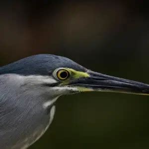 Striated heron - Facts, Diet, Habitat & Pictures on Animalia.bio