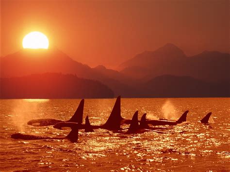 Killer Whales Ocean Sunset Wallpaper | Free HD Downloads