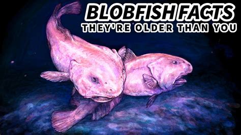 Blobfish Facts