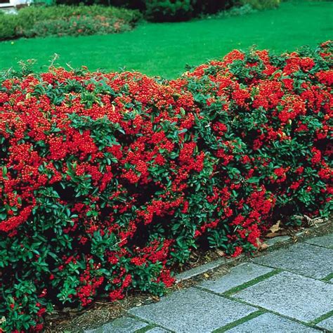 Pyracantha 6'-18' Tall 6'-18' Wide Evergreen Blooms in Summer Fruit/ Berries in Fall Full Sun or ...