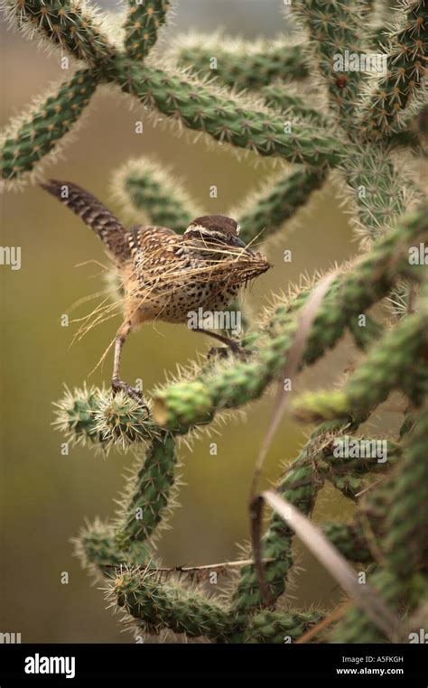 Cactus Wren Campylorhnchus brunneicapillus Arizona Gathering materials ...