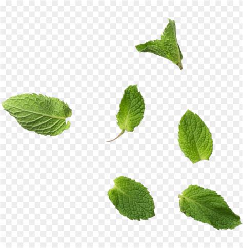 Free download | HD PNG mint leaves mint leaf PNG transparent with Clear ...