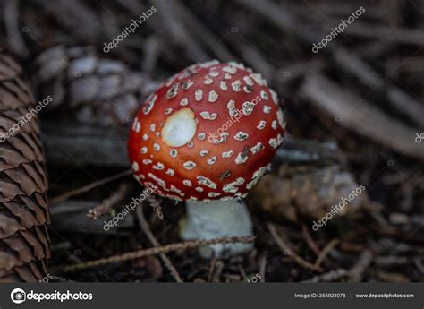 Poisonous Toadstools Autumn Forest Floor — Stock Photo © dr.lange ...