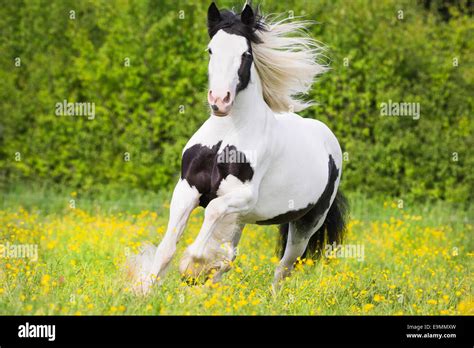 Gypsy Vanner Horse Piebald adult galloping meadow Austria Stock Photo - Alamy