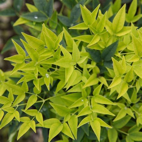 Southern Living Plant Collection 2 Gal. Lemon Lime Nandina-43162 - The Home Depot