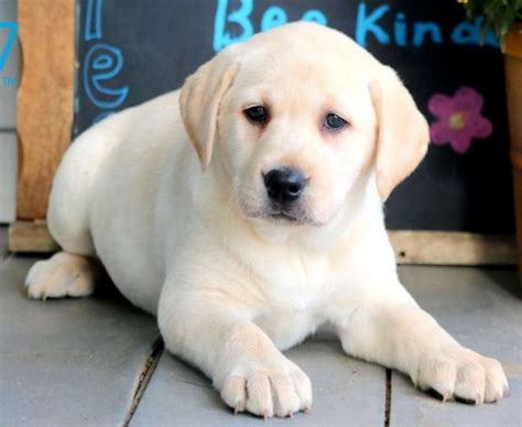 Yellow Labrador Retriever Puppies For Sale | Puppy Adoption | Keystone ...