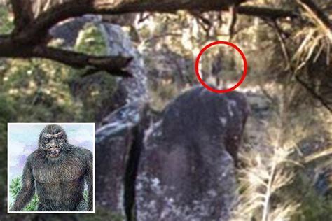 Hiker claims he’s captured photo of a YOWIE - the mysterious Australian ...