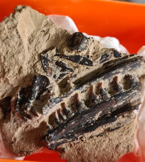 Early Cretaceous large Lizard Fish Jaw - General Fossil Discussion ...