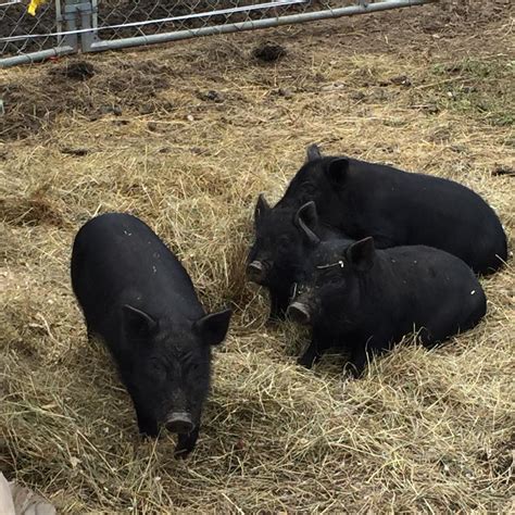 American Guinea Hogs – Crowover Farm