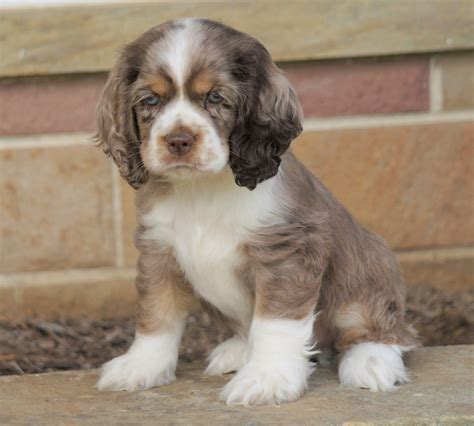 AKC Registered Cocker Spaniel For Sale Wooster, OH Male- Coco – AC ...