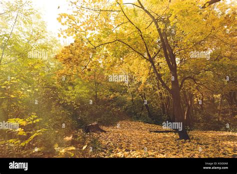 beautiful autumn park Stock Photo - Alamy