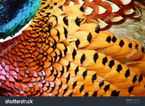 Common Pheasant Feathers Stock Photo 72368644 - Shutterstock