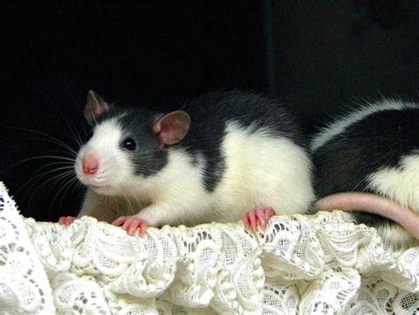 rats are one of my favorite pets.cp Pet Rodents, Pet Rats, Rat Care ...