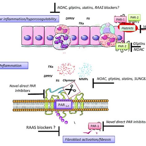 | Serine proteases mechanisms of action. Serine proteases are a ...
