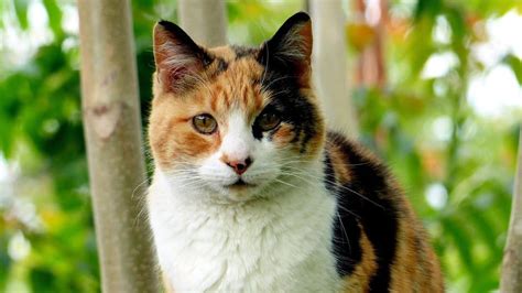 The 119 Most Popular Calico Cat Names