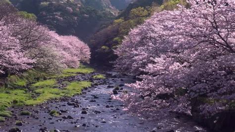 Cherry blossoms at Matsuzaki, Shizuoka Prefecture, Japan - Stock Video ...