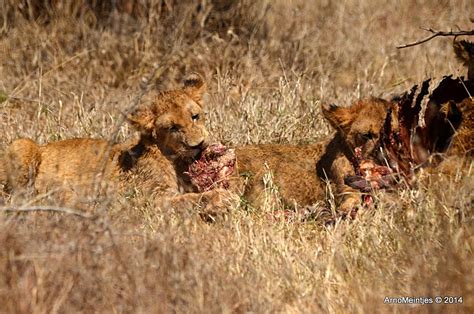 DSC_9607 | Lion cubs feeding | Arno Meintjes | Flickr