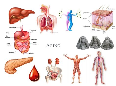 PPT - The process of aging PowerPoint Presentation, free download - ID ...