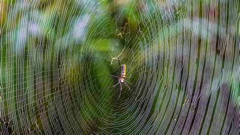 A spider in its web - PixaHive