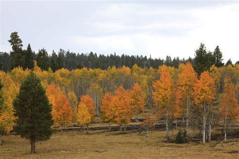 Fall Foliage in Grand Canyon 2024 - Rove.me