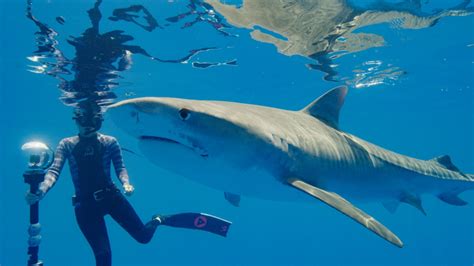 World’s biggest tiger shark: Meet the marine biologist searching for the creature for a new ...