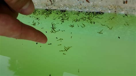 Mosquito Larvae