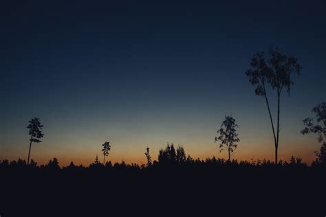 Sunrise in a forest | Free Stock Image - Barnimages