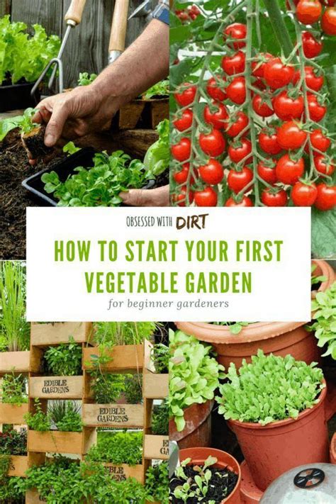 indoor garden beginner #IndoorGardenIdeas | Vegetable garden for beginners, Gardening for ...