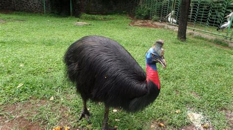 Gambar Burung Kasuari Papua - Gambar Burung