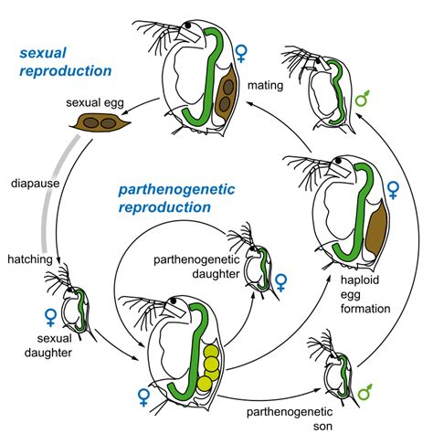 Unveiled insane awesome daphnia magna biology ecology 2019 | Biology ...