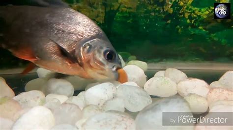 Pacu fish eating almonds - YouTube