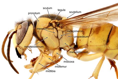 Hornet morphology | NA hornet screening tool