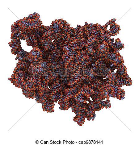 Ribosomes clipart 20 free Cliparts | Download images on Clipground 2024