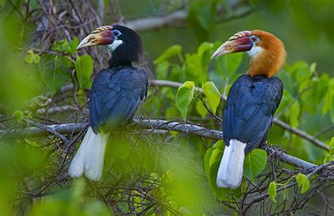 Narcondam Hornbills: Birds in Exile | RoundGlass | Sustain