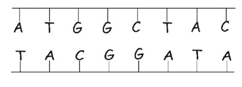 DNA Structure | Contexo.Info