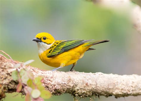 A fine selection pictures of Passerine birds Costa Rica - Aratinga Tours