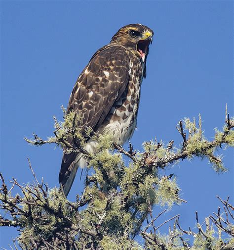 South Shore Birder: Broad-winged Hawk - Juvenile